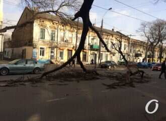 Древопад в Одессе: что нужно сделать, чтобы деревья не становились катастрофой для жителей города?