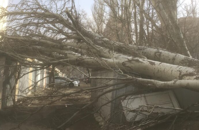 В Одесі сильний вітер повалив понад 150 дерев
