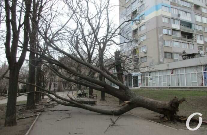 Что произошло в Одессе 25 февраля: последствия урагана и вырубка деревьев ради строительства дорог