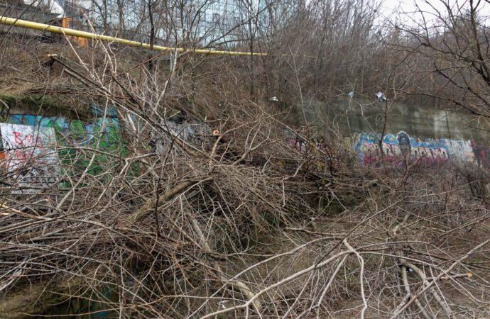 Какой ущерб Одессе нанесли вандалы, срубившие деревья на склонах?