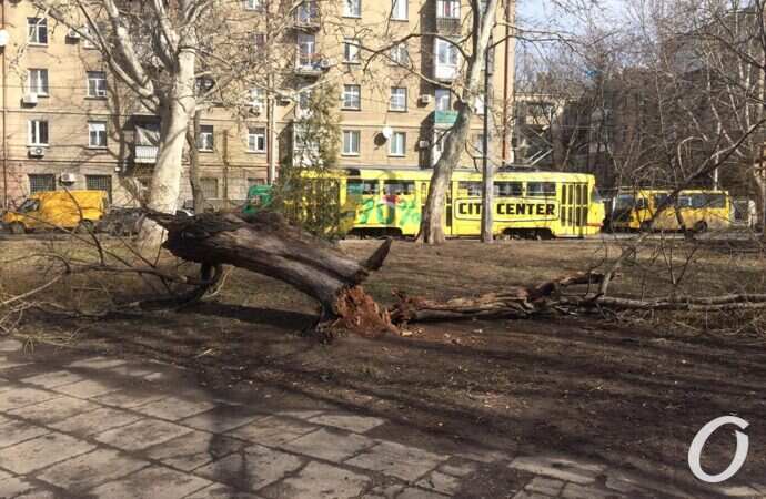 Ветер обрушил деревья в Одессе, нарушена работа трамваев и троллейбусов (обновляется)