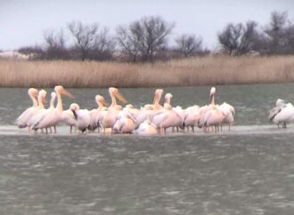 Весна на Тузловских лиманах: в нацпарк Одесской области возвращаются розовые пеликаны