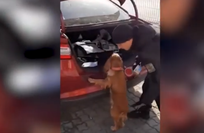 В порту близ Одессы служебный пес учуял в машине патроны (видео)