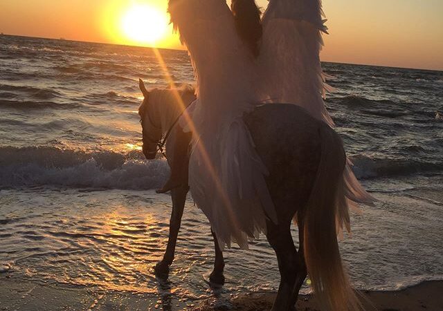 Конный клуб «Айвенго»