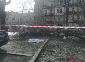 В Одессе на женщину упало дерево: она погибла