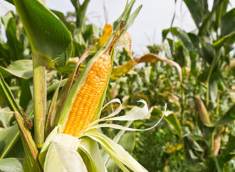 Як обрати насіння кукурудзи для посівної?