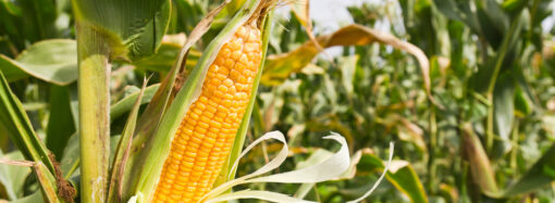 Як обрати насіння кукурудзи для посівної?