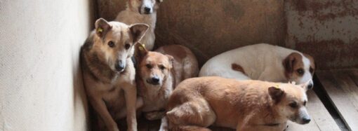 У місті на Одещині невідомі отруїли бродячих та домашніх собак
