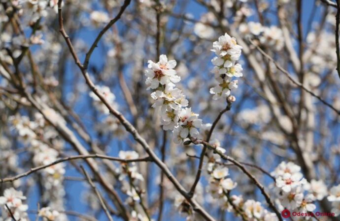 Что произошло в Одессе 2 марта: цветущие деревья и склад оружия