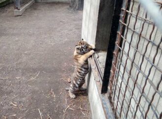 В одесском зверинце показали новорожденного тигренка (фото, видео)
