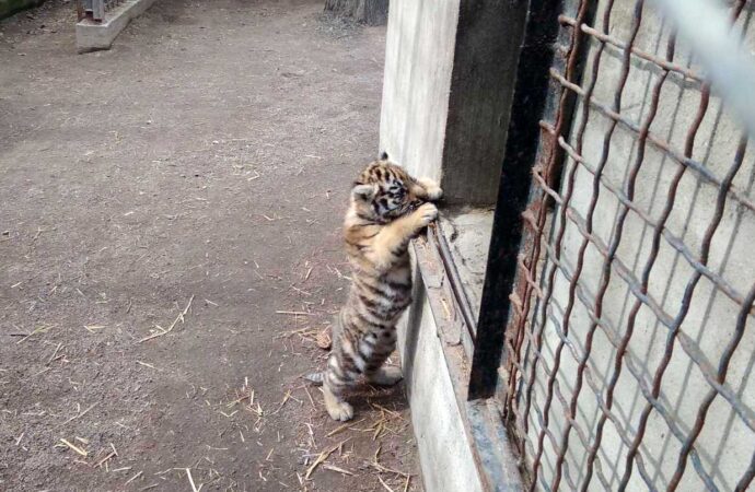 В одесском зверинце показали новорожденного тигренка (фото, видео)