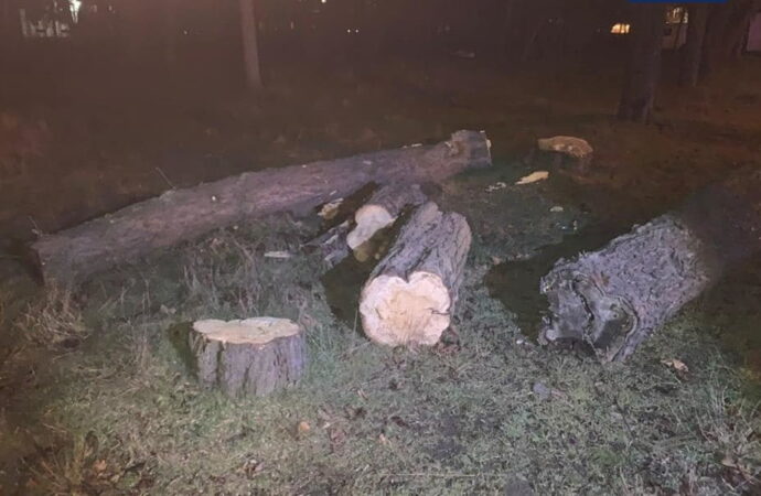 В Одессе задержали мужчину, уничтожавшего деревья в приморской зоне города