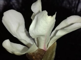 В ботсаду Одессы распустилось древнее растение с ванильно-цитрусовым ароматом (фото)