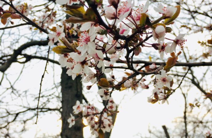 Цветут и пахнут деревья: в Одессу пришла настоящая весна (фото)