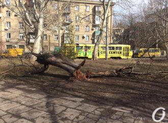 Вопрос ребром: что нужно, чтобы деревья в Одессе не падали на горожан?