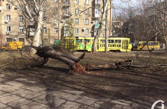 Вопрос ребром: что нужно, чтобы деревья в Одессе не падали на горожан?
