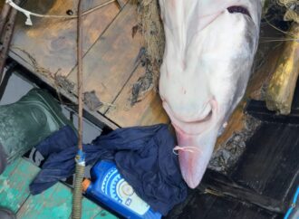На Одещині браконьєри спіймали 150-кілограмову білугу: порушник накинувся з ножем на прикордонника (відео)