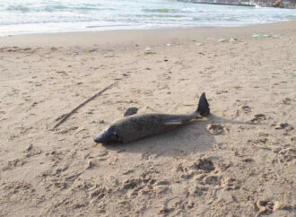 На побережье в Одессе нашли тушку мертвого дельфина (фото)