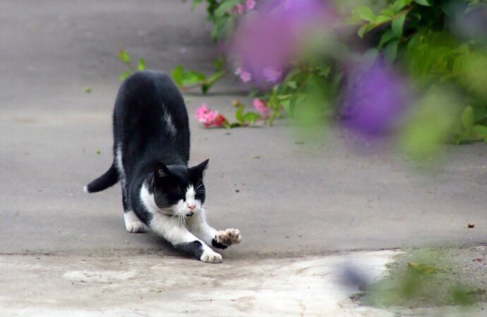 Коты на удаленке: одесситов приглашают к участию в онлайн-фотовыставке