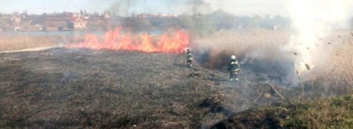 Во время пожара в природном парке на Одесчине сгорели уникальные животные и птицы