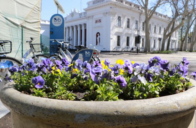 Маргаритки, незабудки, віоли: в Одесі комунальники прикрасили клумби весняними квітами (фото)