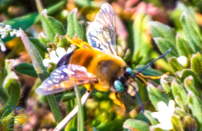 Заповедный парк близ Одессы населили рои диких пчел (фото)
