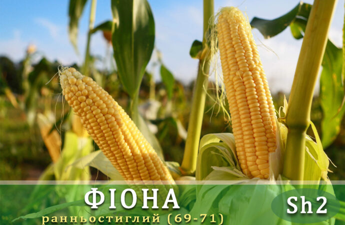 ЧП «Мнагор»