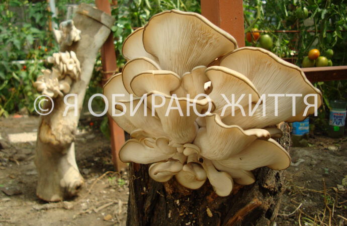 Центр грибоводства и фунготерапии