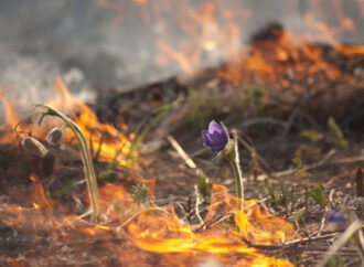 За пожар – по закону: как усилили ответственность за поджог сухой травы?