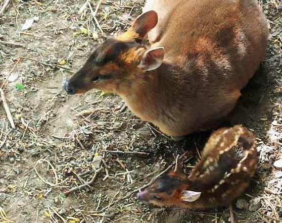 В Одеському зоопарку народилося оленя