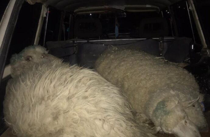 В Одеській області серед ночі чоловіки викрали двох овець (фото)