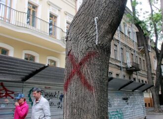 В центре Одессы нескольким деревьям сделали смертельную инъекцию (фото)