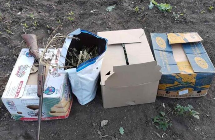 Человек с ружьем и наркотиками: в Одесской области обнаружили большую маковую наркоплантацию
