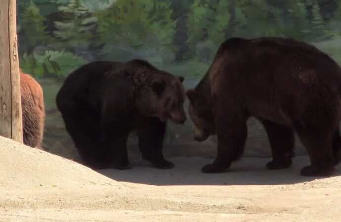 Борсаються у воді та борються: в Одеському зоопарку показали, чим займаються ведмеді у вольєрі