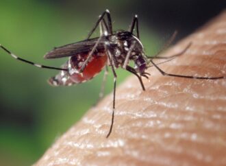 У МОЗ розповіли, чи можуть мухи та комарі переносити COVID-19