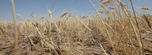 Аграрии будут в минусе: фермер из Одесской области рассказал о катастрофических последствиях засухи