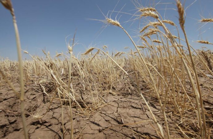 Чрезвычайная ситуация: одесские фермеры понесли миллиардные убытки  