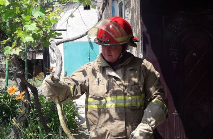 На Одещині рятувальники дістали змію з під’їзду житлового будинку