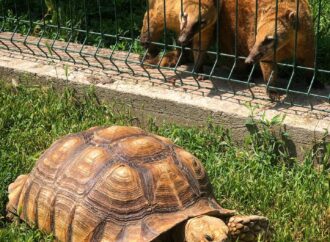 День смеха: из Одесского зоопарка «сбежали» черепахи (видео)