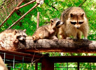 Уже можно увидеть: Одесский зоопарк показал новых обитателей (фото)