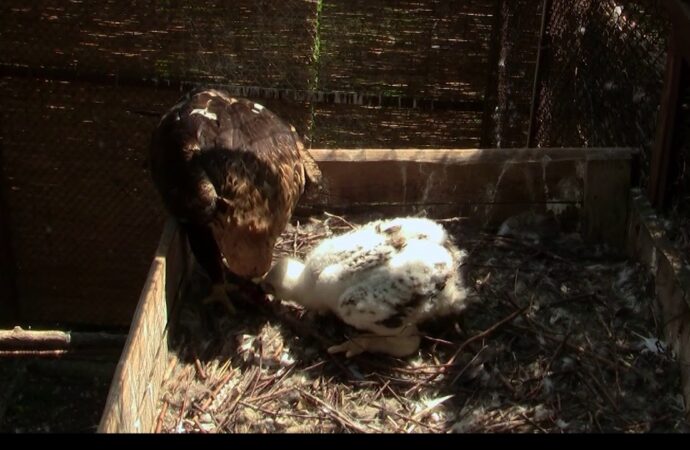 В Одеському зоопарку показали, як орел-могильник годує пташеня (відео)