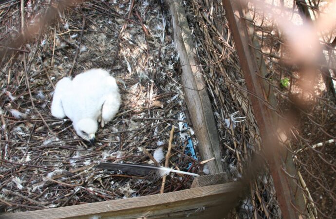 Впервые в Украине: в Одесском зоопарке вылупился птенец редкой птицы (фото)