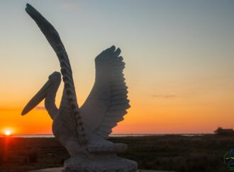 Эколог показал завораживающее видео с пеликанами в Одесской области