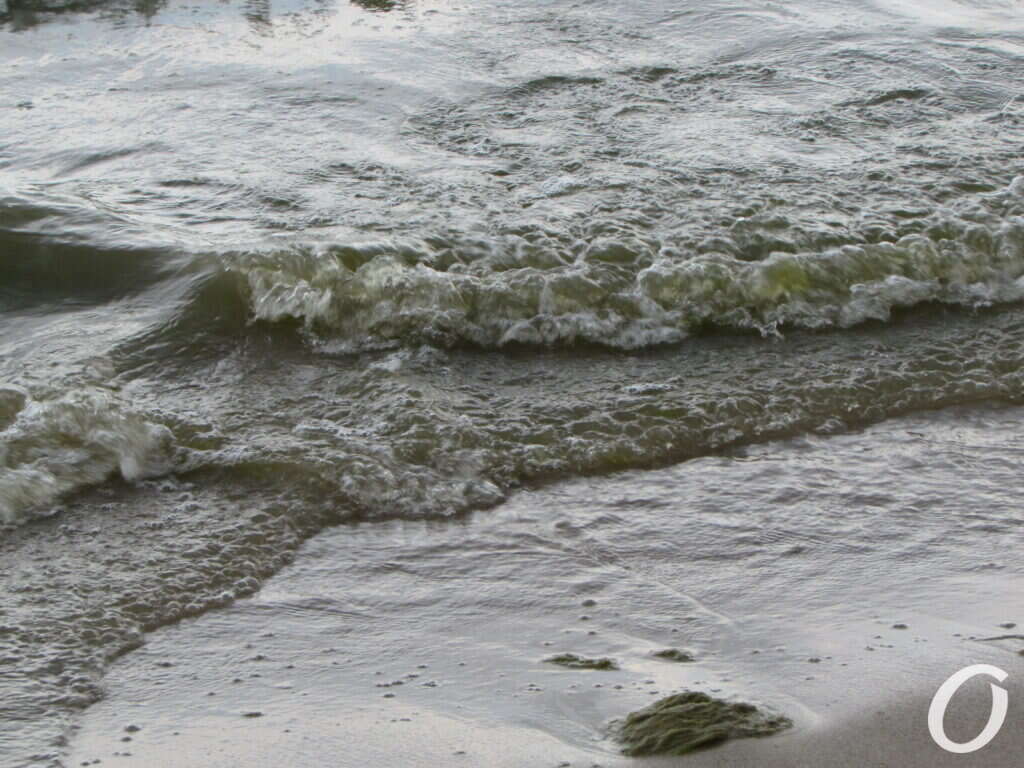 водоросли на пляже Лузановка