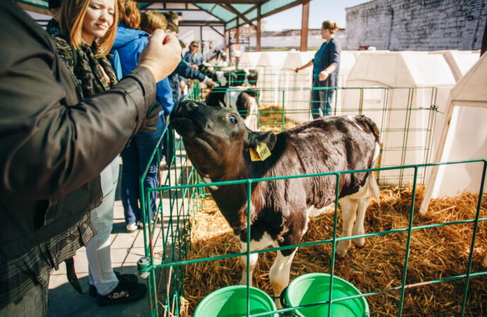Европейская сыроварня, Шабо