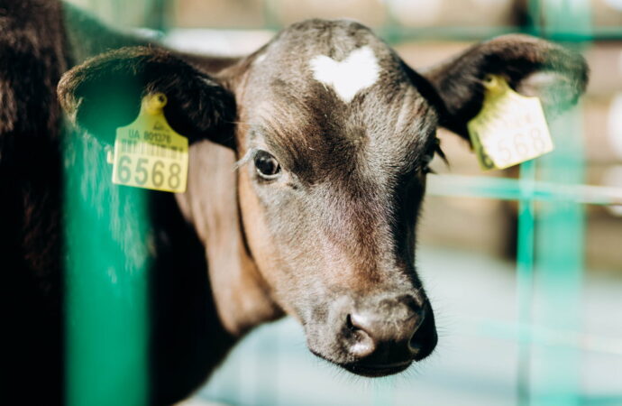 Европейская сыроварня, Шабо