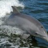 Ученые сосчитали дельфинов в Черном море (видео)