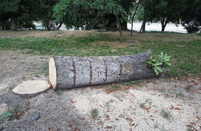 Спилили деревья, высушили пруд: одесситы требуют привести в порядок Дюковский парк