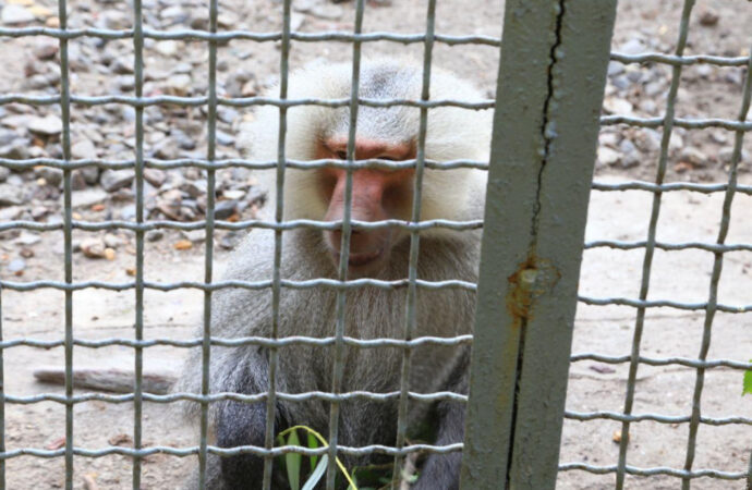 З Одеського зоопарку втекли три мавпи: як їх намагалися впіймати? (відео)