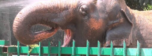 Одесская слониха Венди отпразднует день рождения — можно приносить подарки